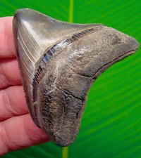 MEGALODON Shark Tooth RARE POSTERIOR Real Fossil - Georgia, USA picture