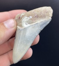 RARE Golden Beach Megalodon Shark Tooth 2.8” Venice Florida Dive Find No Repair picture