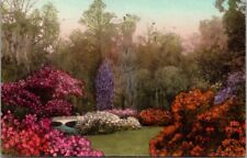 South Carolina Charleston SC Magnolia Gardens hand colored Vintage Postcard  picture