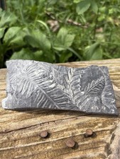 Large Fern Fossil Specimen- Natural 4.4” Fern Leaves Fossil Shale Impressions picture