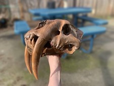 Life Size Saber Tooth Tiger Skull hand painted Replica - Smilodon Fossil 12” picture