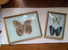 Vintage Mounted Butterfly Taxidermy in Brass Frames - Wall Hanging Set of 3 picture