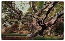 ANTQ La Conte Oak, Campus, University of California, Berkeley, CA picture