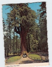 Postcard Drive-Thru Tree Park, Leggett, California picture
