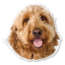 Goldendoodle Magnet picture