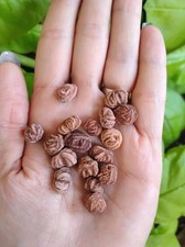 Mini Oklahoma Rose Rocks Barite Rose Minerals - 