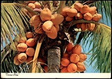 Vintage Jamaica Coconut Palm Dexter Supreme Postcard W.I. 6x4 in picture