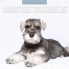 Miniature Schnauzers 2027 Square Wall Calendar 30x30cm - Red Robin Publishing picture