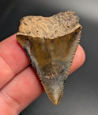Incredible Large Patterned Great White Shark Tooth South Carolina Natural Fossil picture