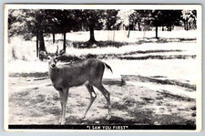 c1910s Deer Buck Saw You First Vintage Postcard picture
