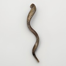 Shofar Yemenite Kudu Horn XXXL 50”-55” New Kosher Half Polish  USA picture