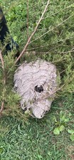 Bee Hive Paper Wasp Nest Bald Faced Hornets 16” Huge Man Cave Cabin Decor picture