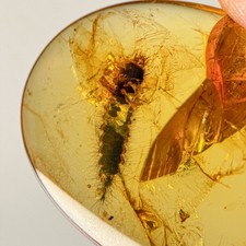 UNKNOWN LARVAE in Burmese / Burmite amber fossil / 100% genuine amber  picture