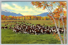 c1940s Cattle on the Range Southwest Albuquerque NM Postcard picture