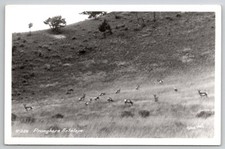 Pronghorn Antelope RPPC By Ross Hall c1950 Real Photo Postcard L24 picture