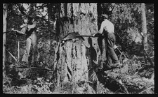 Photo TWO LUMBERJACKS FELLING A MASSIVE TREE C1920 Magic Lantern Slide picture