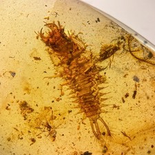 UNKNOWN LARVAE in Burmese / Burmite amber fossil / 100% genuine amber  picture