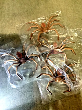 (5) Outback Steakhouse Spiders Collectible HuntsmanSpider Halloween Decoration picture