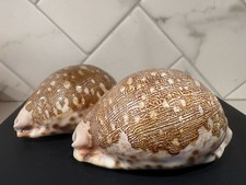 Ancient Map Cowrie Seashell Brown Cypraea Mappa (2 shells) picture