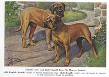 Mastiff | Bull Mastiff - CUSTOM MATTED - 1941 Vintage Color Dog Art Print picture