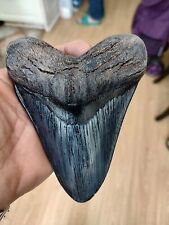 5.5 Inch Megalodon (Carcharodon Megalodon) Tooth, Black with Serrations ( ) #126 picture