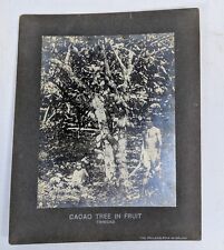 Cacao Tree Fruit Trinidad Vintage Photograph Philadelphia Museum Cabinet Card  picture