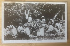 Antique Postcard Cocoa Pickers Trinidad Smith Bros Port of Spain picture