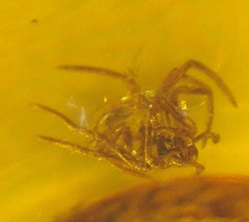 Assassin Pelican Spider with Other Spider in Baltic Amber Fossil Gemstone picture