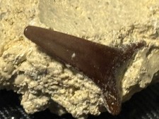 Authentic Extinct Giant Mako Shark Tooth (Cosmopolitodus hastalis) picture