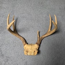 Whitetail Deer 8 Point Antlers Skull Plate Mount Rack Rustic Cabin Decor 13in W picture