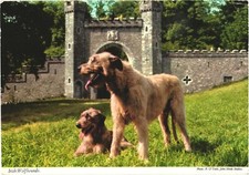 Ireland Irish Wolfhound Dogs Castle Chrome Postcard 1982 Posted John Hinde picture