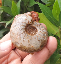 Amazing 70 Gr Whole Permian Ammonite Calcite Suture Fossil Rough Mollusca  picture