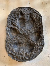 Wolf Tracks Footprint Plaster Cast Replica 21M Yellowstone National Park picture