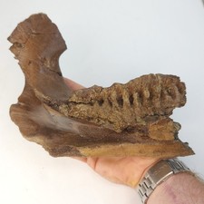 Triceratops horridus Jaw Dentary Dinosaur Fossil - Lance Fm. - Weston Co., WY picture