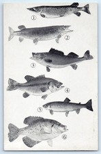 c1930's Fishing Today's Catch Fishes Unposted Vintage Postcard picture