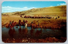 Vintage Postcard Western Montana Cattle Round-Up Real Photo picture