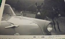 1958 Real Photo Black Hills Two Cute Wild Burros wandering Next to 50's Ford Car picture