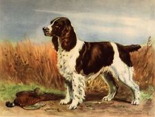 English Springer Spaniel - CUSTOM MATTED - Dog Art Print - Megargee  picture