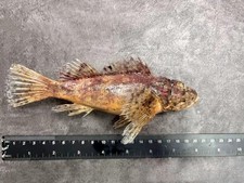 Raggy Scorpionfish Scorpaenopsis venosa Taxidermy Real Fish Skin Mount picture