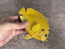 Apolemichthys trimaculatus Flagfin Angelfish Taxidermy Real Fish Skin Mount picture