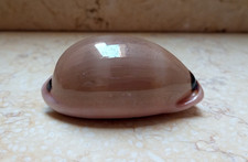 F Luria pulchra sinaiensis LARGE SIZE 78.3mm F++++F+++ pink mouth red sea shell picture