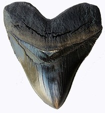 Prehistoric Planet Store 5.5 Inch Megalodon Carcharodon megalodon tooth, Blac... picture