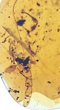 Rare Huge Scorpion Late Cretaceous Epoch Burmite Amber 99 MYA Dinosaur Era  picture