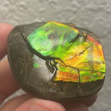 RAINBOW AMMONITE FOSSIL AMMOLITE ALBERTA CANADA DINOSAUR AGE FOSSIL GEM picture