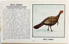 1931 Wild Turkey Bird Plate Print Moller Nature Red Book Birds Of America A7D picture