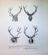 Original 1904 Red Deer Antlers Antique Print Wild English Stag Hunting Trophy picture