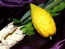 Lulev Lulav and Etrog Esrog Set for Succot 100% Kosher picture