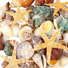 80+ Pcs Natural Seashells, Mixed Starfish Sea Shells for Crafts, Various Size... picture