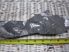Three extinct species, St. Clair Pennsylvania Fern Fossils, Carboniferous Period picture