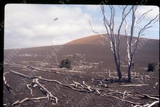 sl06 Original Slide 1972 Hawaii fallen trees 590a picture